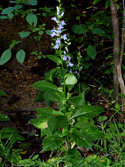 {Lobelia siphilitica}